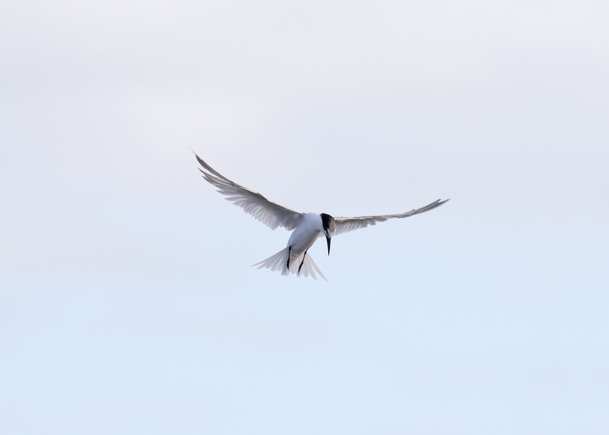 Little Tern - Stephen Murray