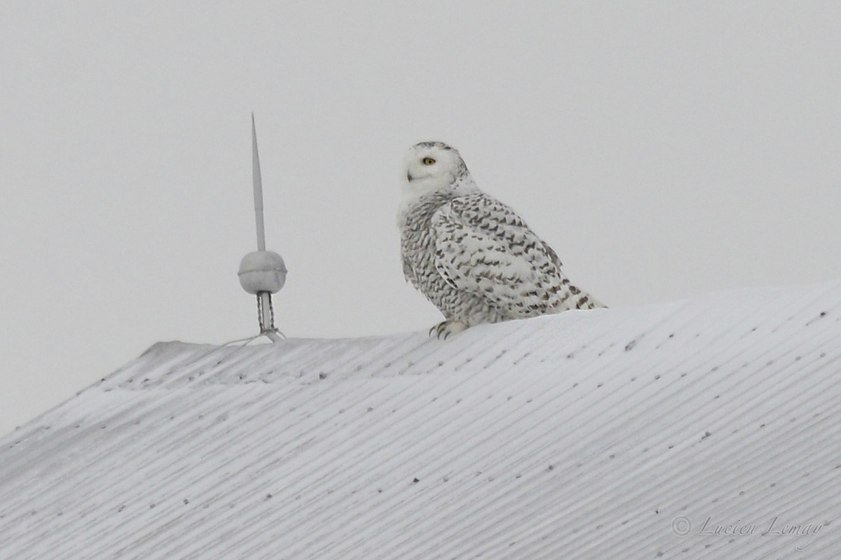 Snowy Owl - ML199415211