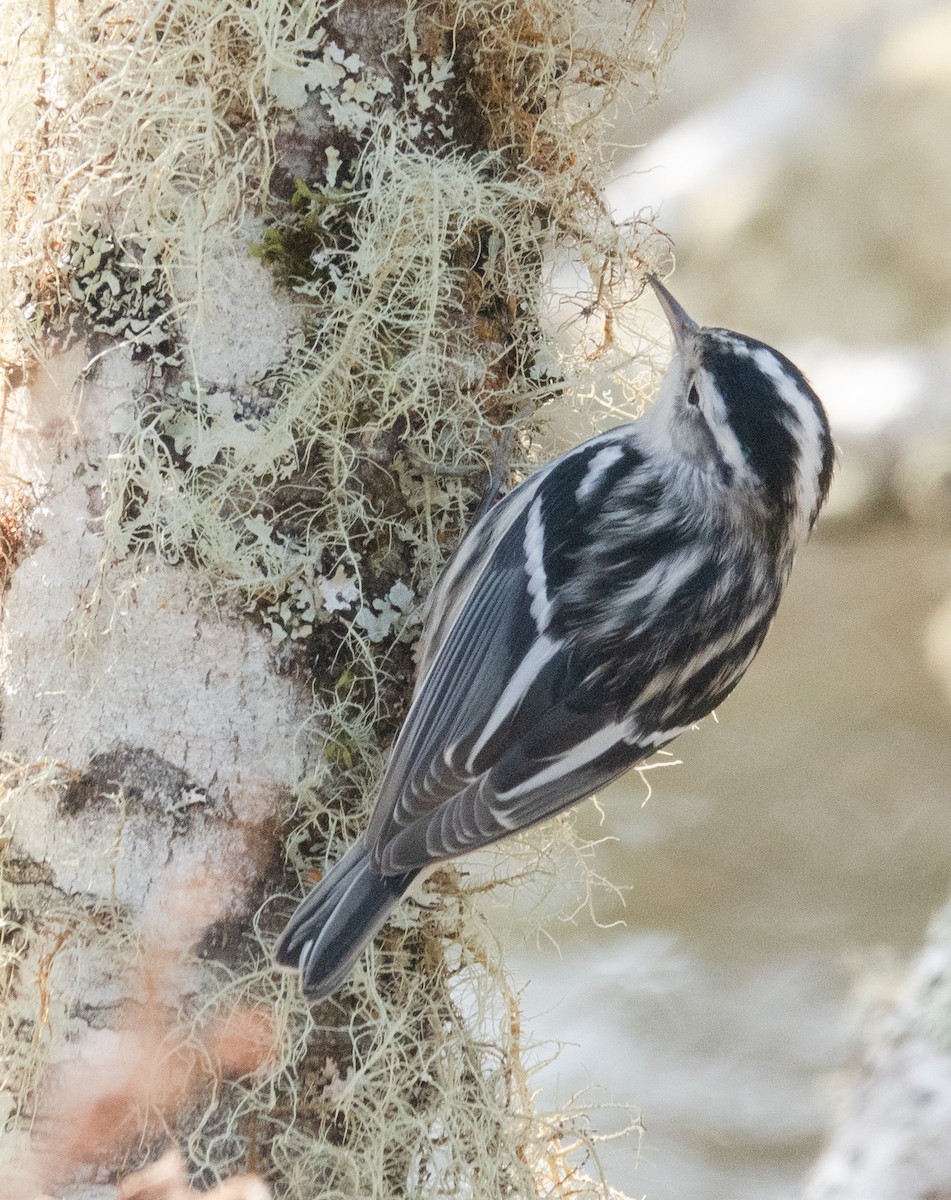 Black-and-white Warbler - ML199416371