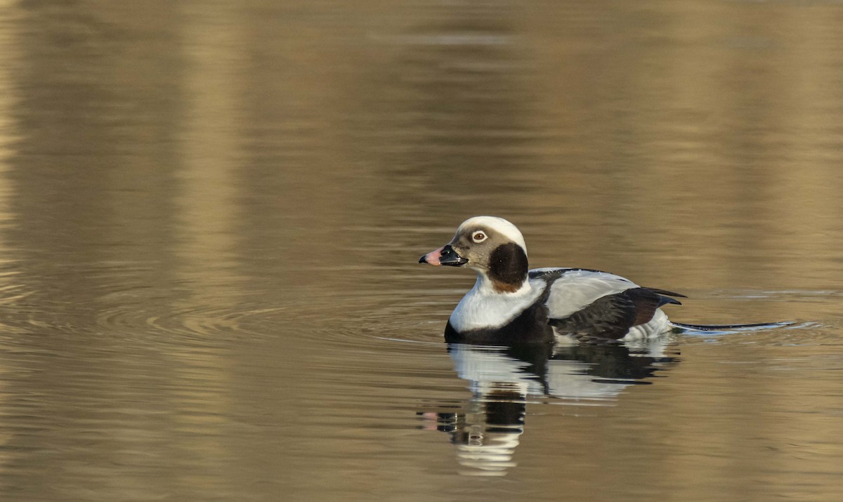 Long-tailed Duck - ML199419091