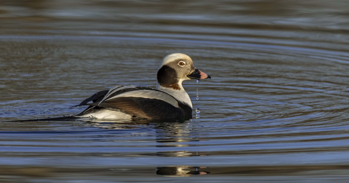 Long-tailed Duck - ML199419101