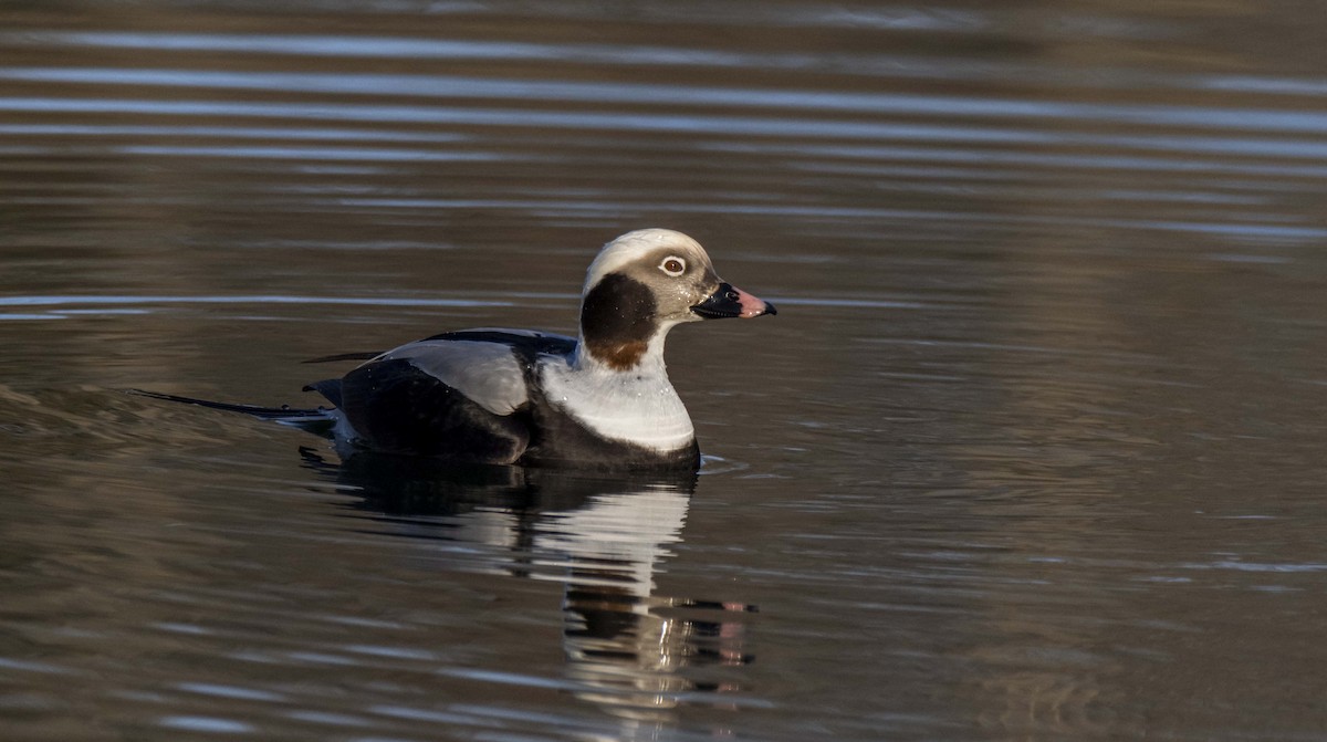 Long-tailed Duck - ML199419111