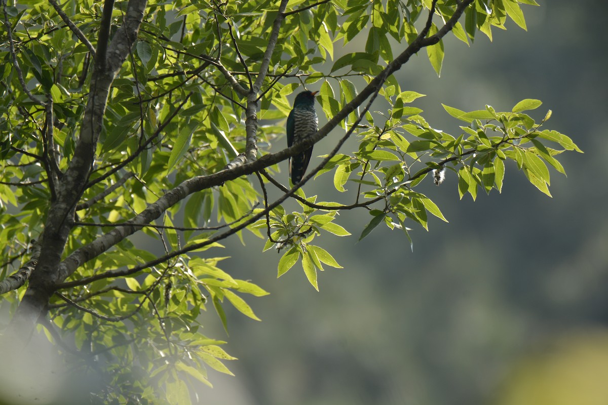 Asian Emerald Cuckoo - Sajee Kongsuwan