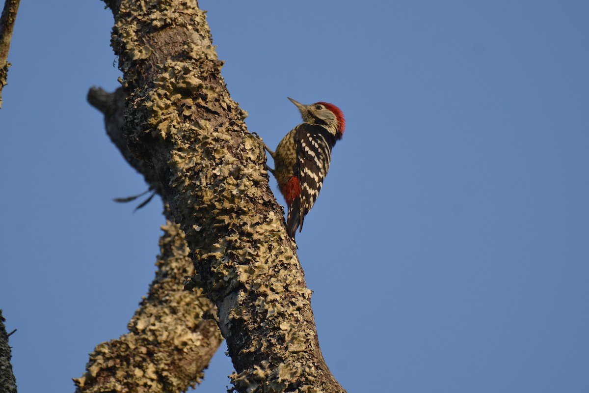 Stripe-breasted Woodpecker - Sajee Kongsuwan