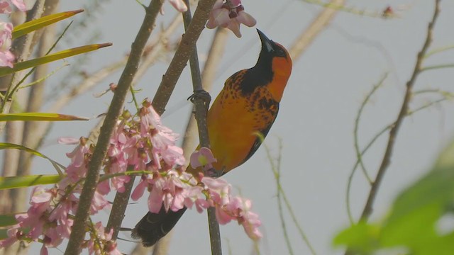 Spot-breasted Oriole - ML199425261