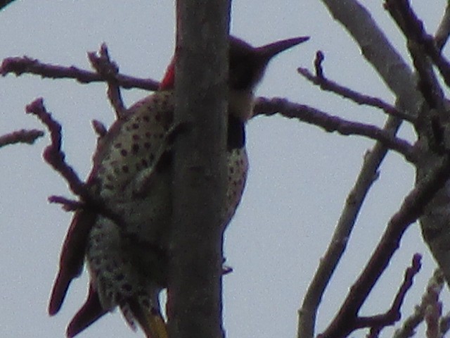 Northern Flicker (Yellow-shafted) - ML199425951