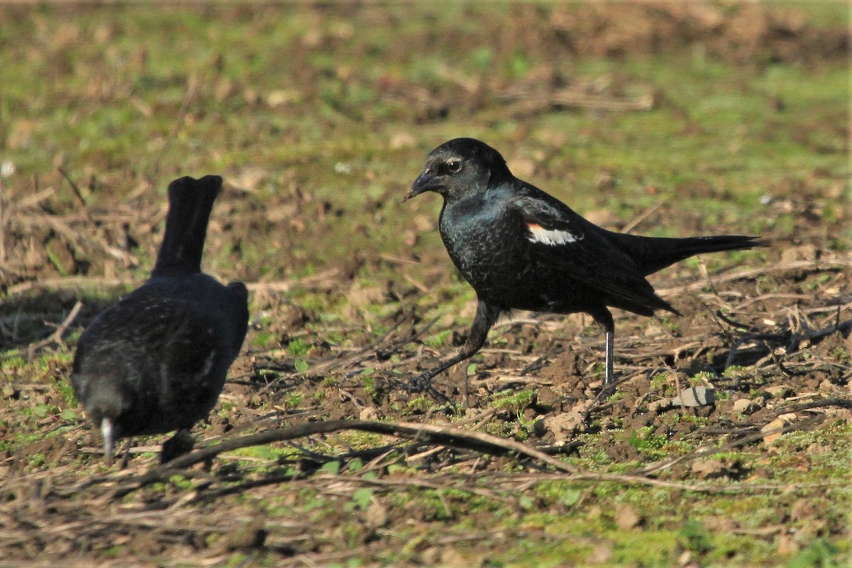 Tricolored Blackbird - Kent Forward
