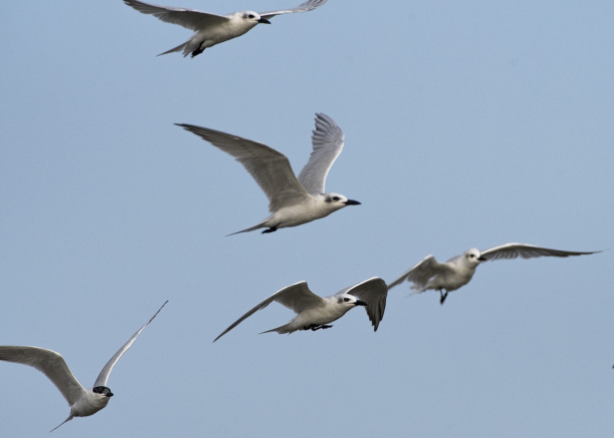 Gull-billed Tern - Juan Figueroa