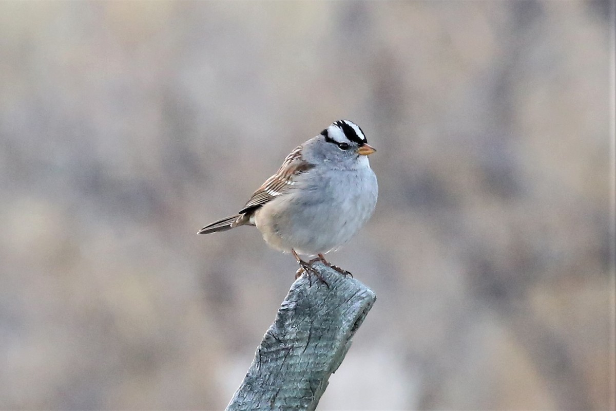 White-crowned Sparrow - Charles Davies