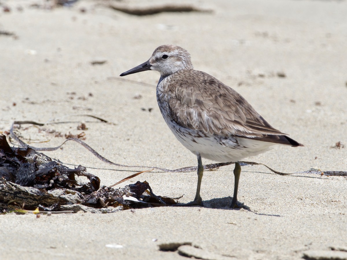 Red Knot - ML199448261