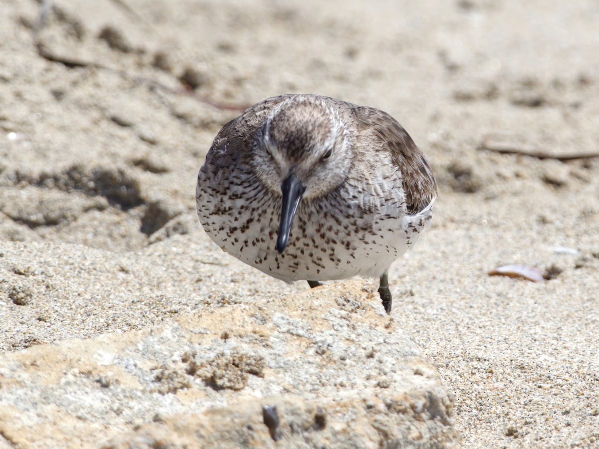 Red Knot - Peter Higgins