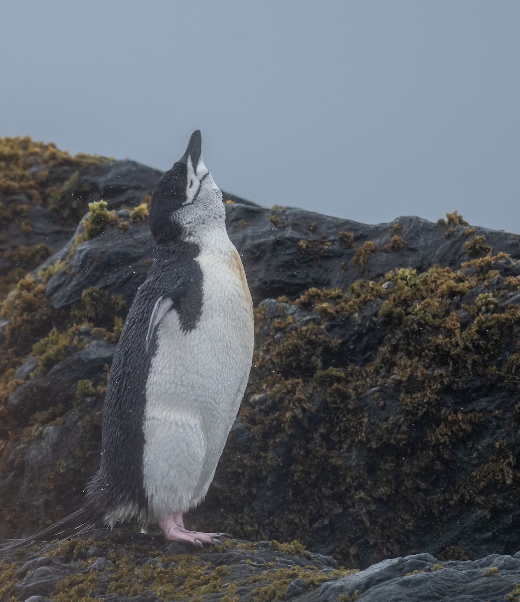 Пінгвін антарктичний - ML199449551