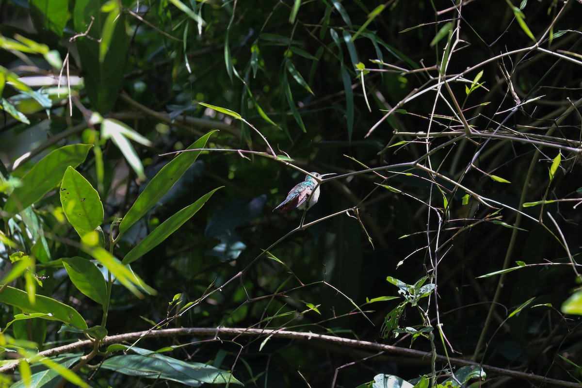 kolibřík klínoocasý (ssp. excellens) - ML199451851