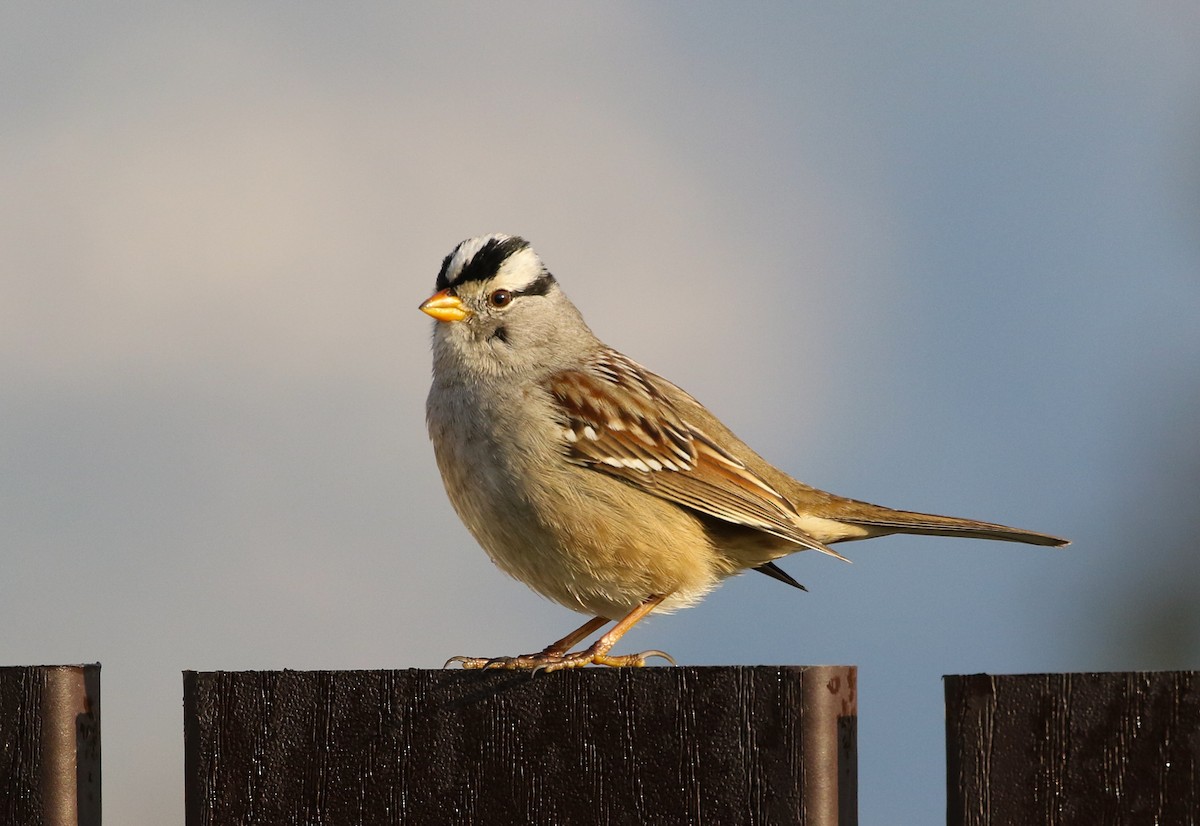 White-crowned Sparrow (Gambel's) - ML199453251