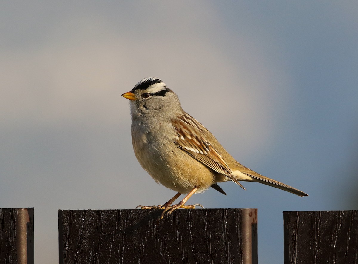 White-crowned Sparrow (Gambel's) - ML199453291