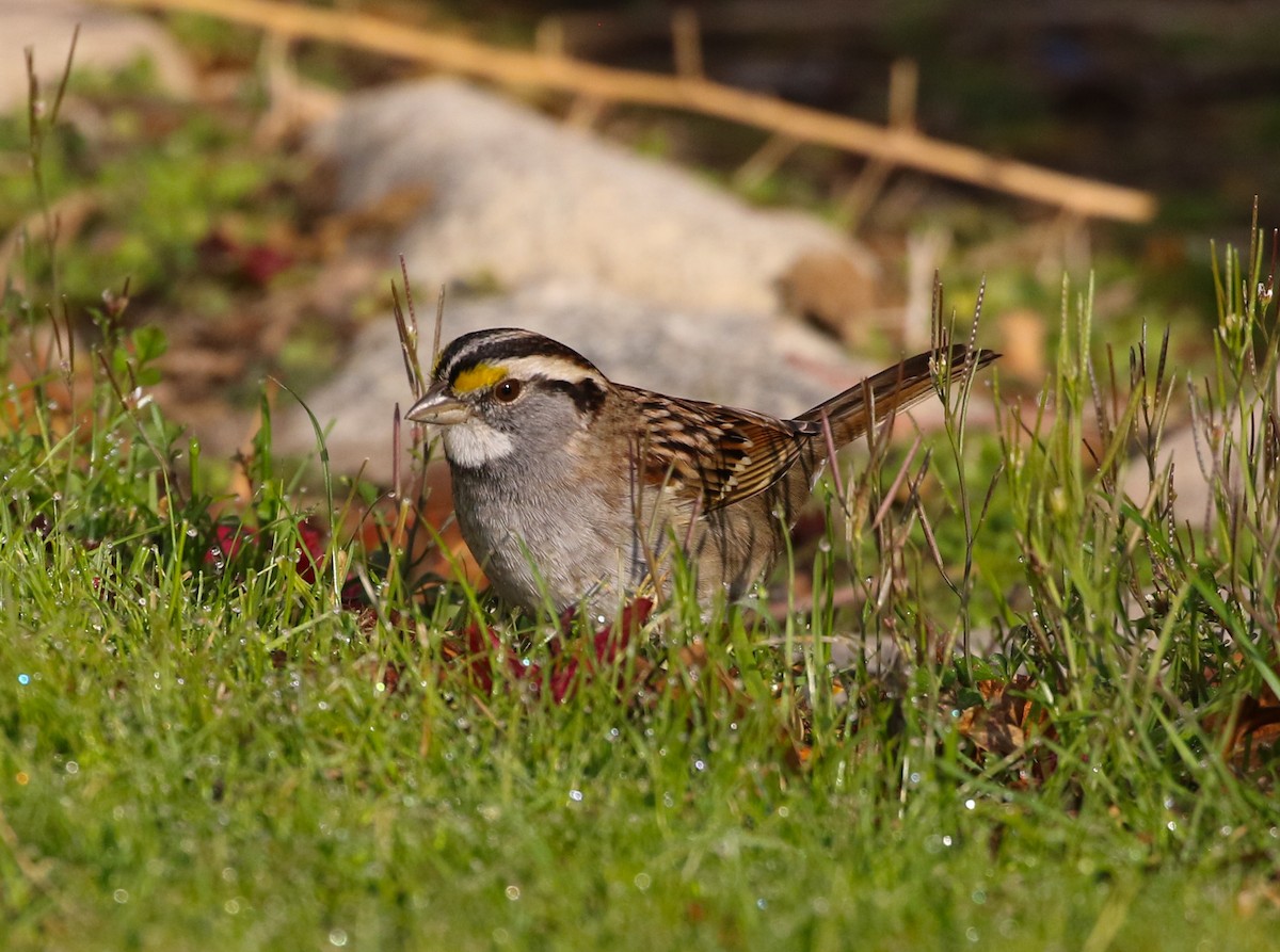 White-throated Sparrow - ML199453381