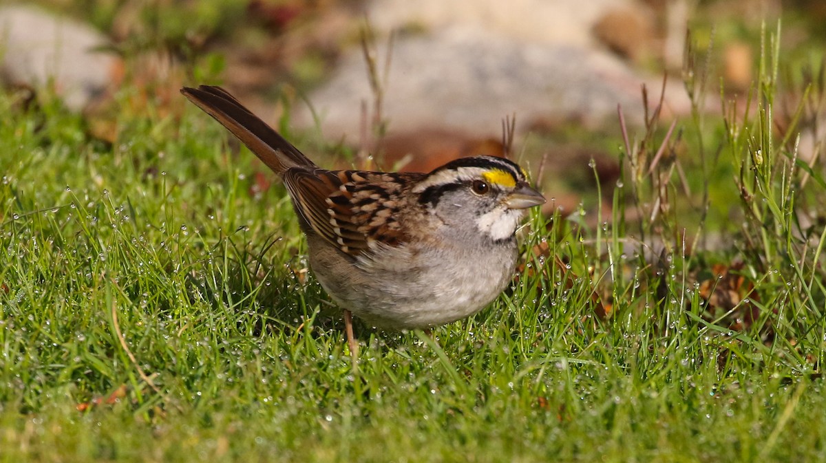 White-throated Sparrow - ML199453401