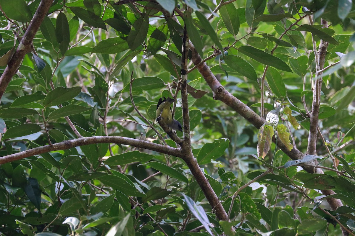Yellow-winged Tanager - ML199454501