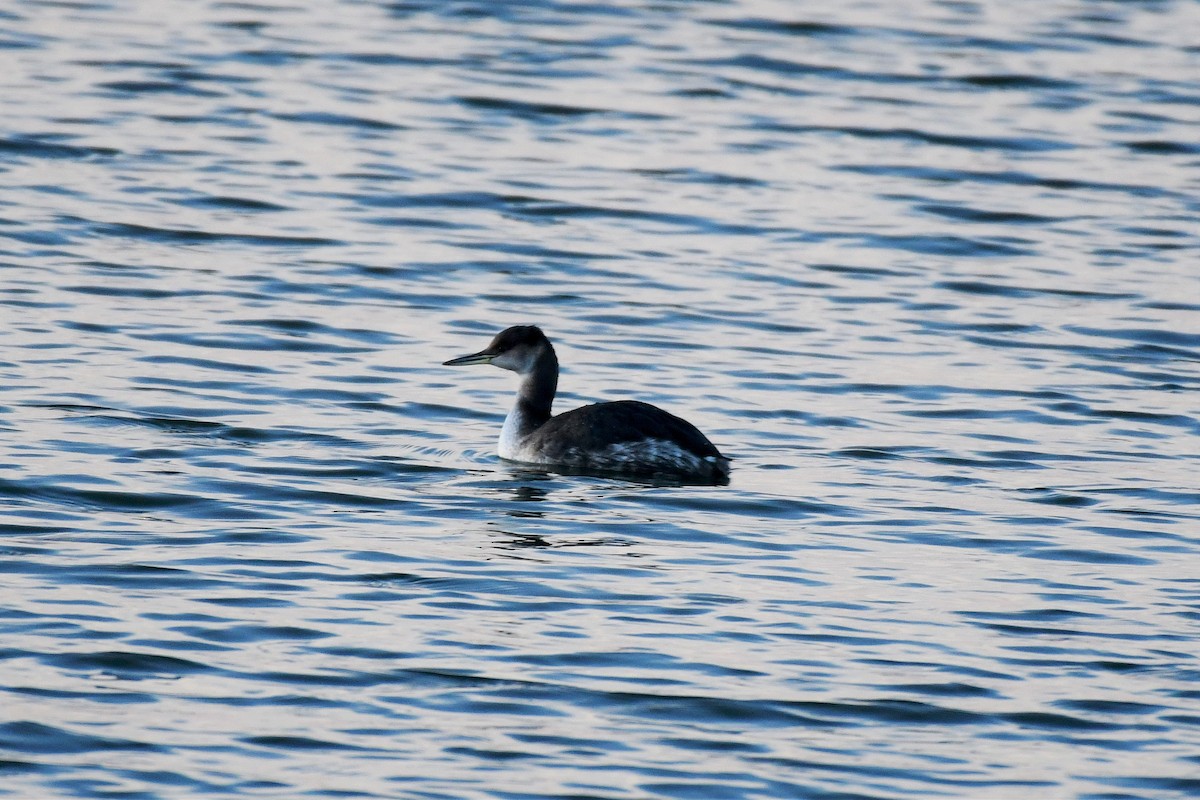 Red-necked Grebe - Todd Fitzgerald