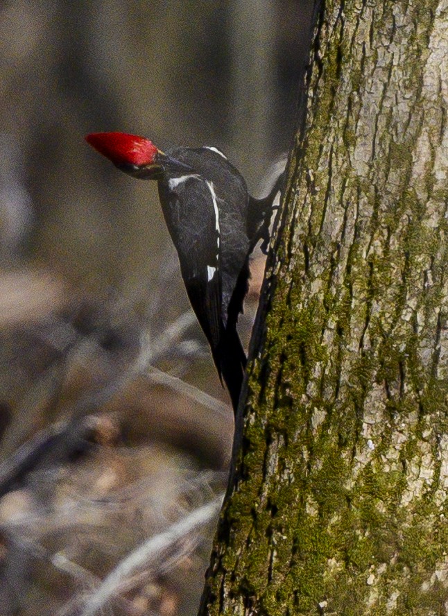 Pileated Woodpecker - Norman Soskel