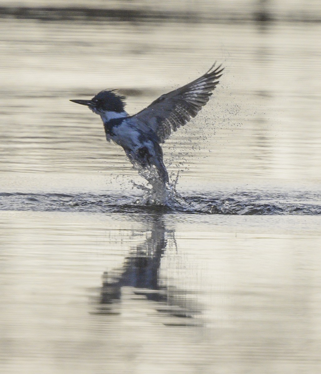 Belted Kingfisher - Norman Soskel