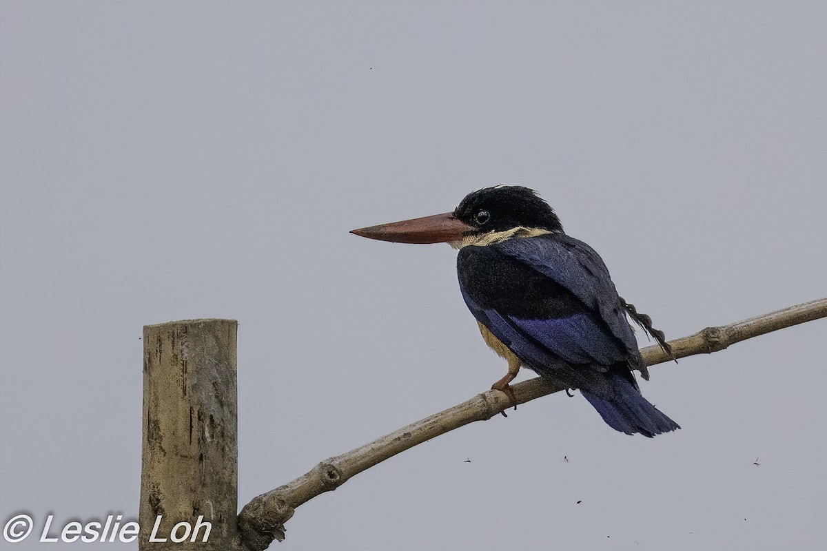 Black-capped Kingfisher - Leslie Loh