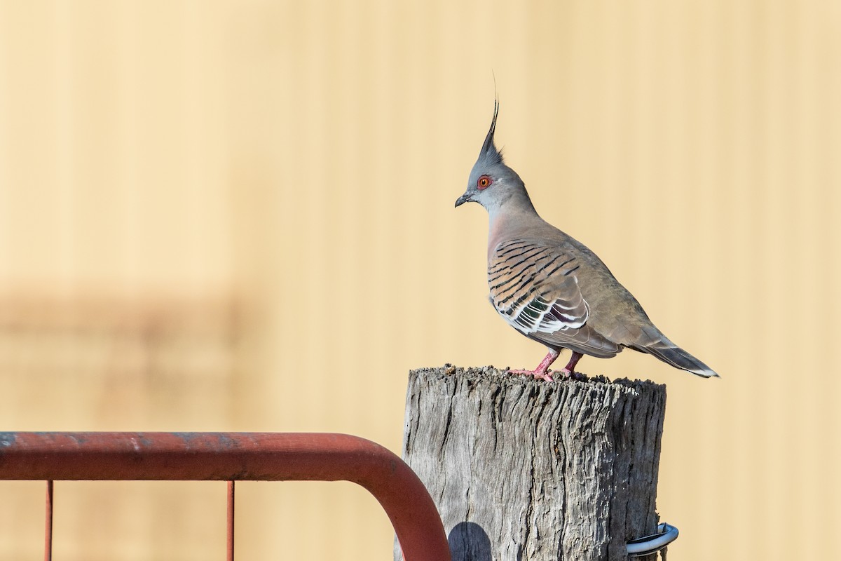 Crested Pigeon - ML199461591