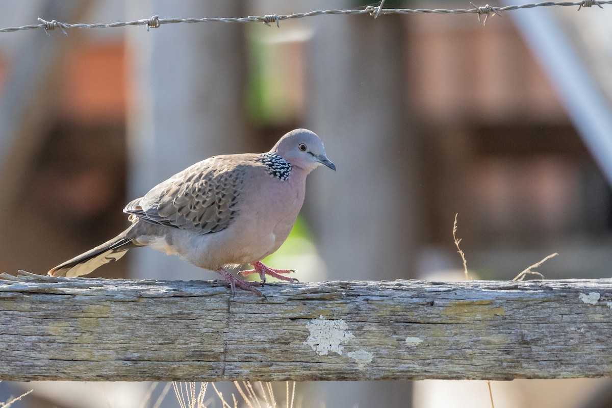 Spotted Dove - ML199461651