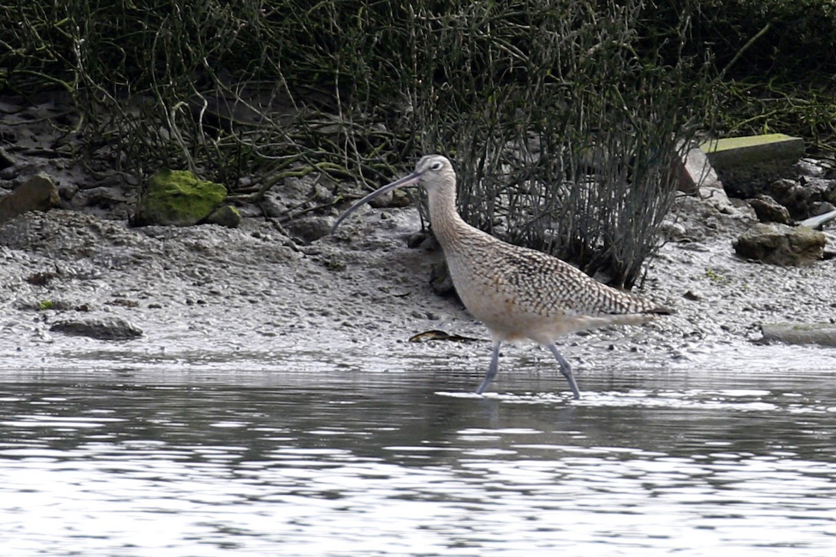 Long-billed Curlew - ML199462141