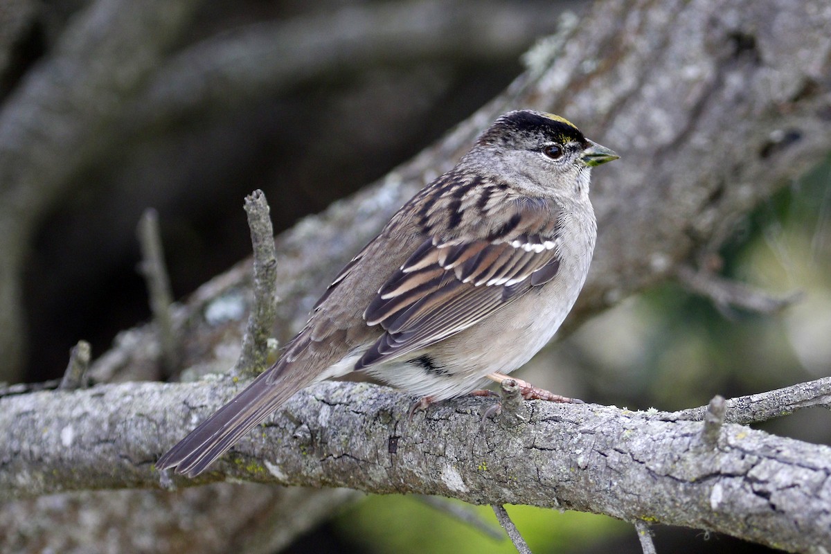 Golden-crowned Sparrow - ML199462541
