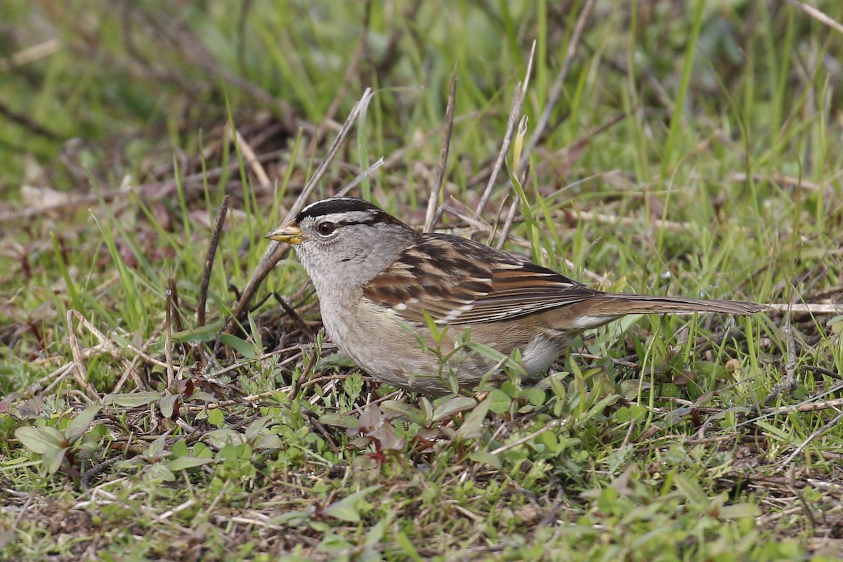 White-crowned Sparrow - ML199462551