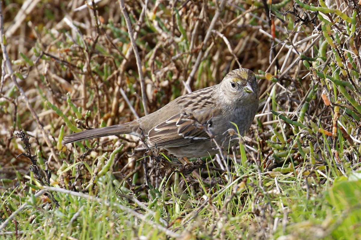 Golden-crowned Sparrow - ML199462601