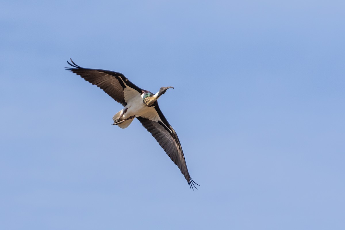 ibis slámokrký - ML199465691