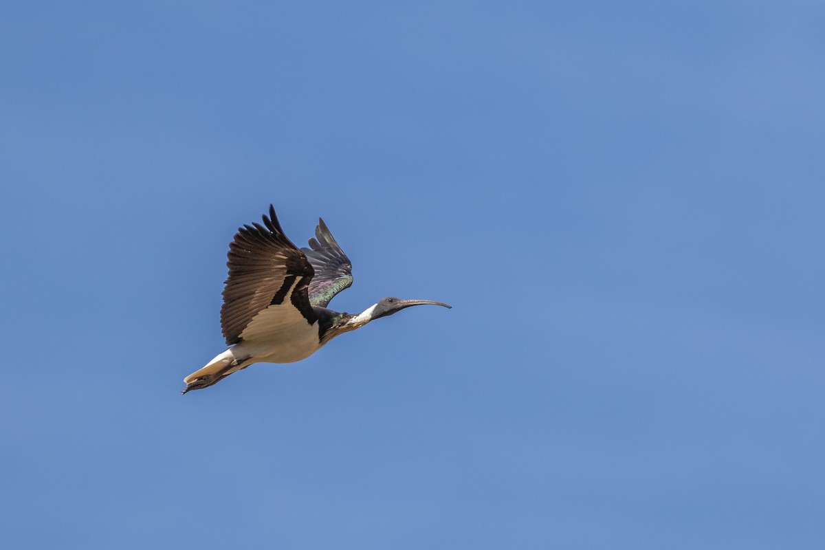 ibis slámokrký - ML199465701