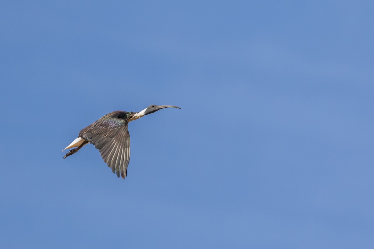 ibis slámokrký - ML199465741