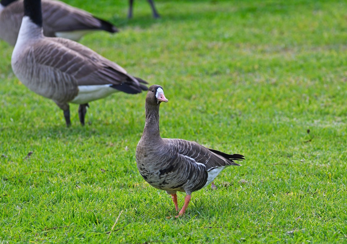 Greater White-fronted Goose - Kat Byrd