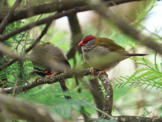 Red-browed Firetail - ML199470491