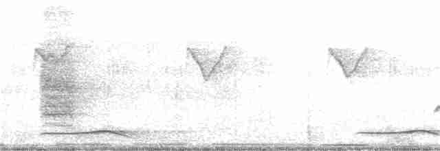 Kül Rengi Drongo [leucophaeus grubu] - ML199471311