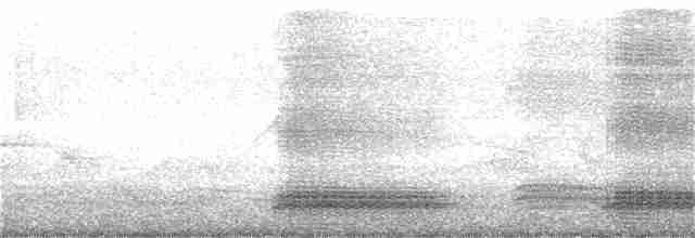 Ворона великодзьоба (підвид levaillantii) - ML199471441