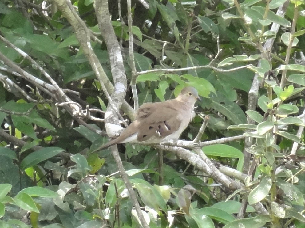 Long-tailed Ground Dove - ML199472181