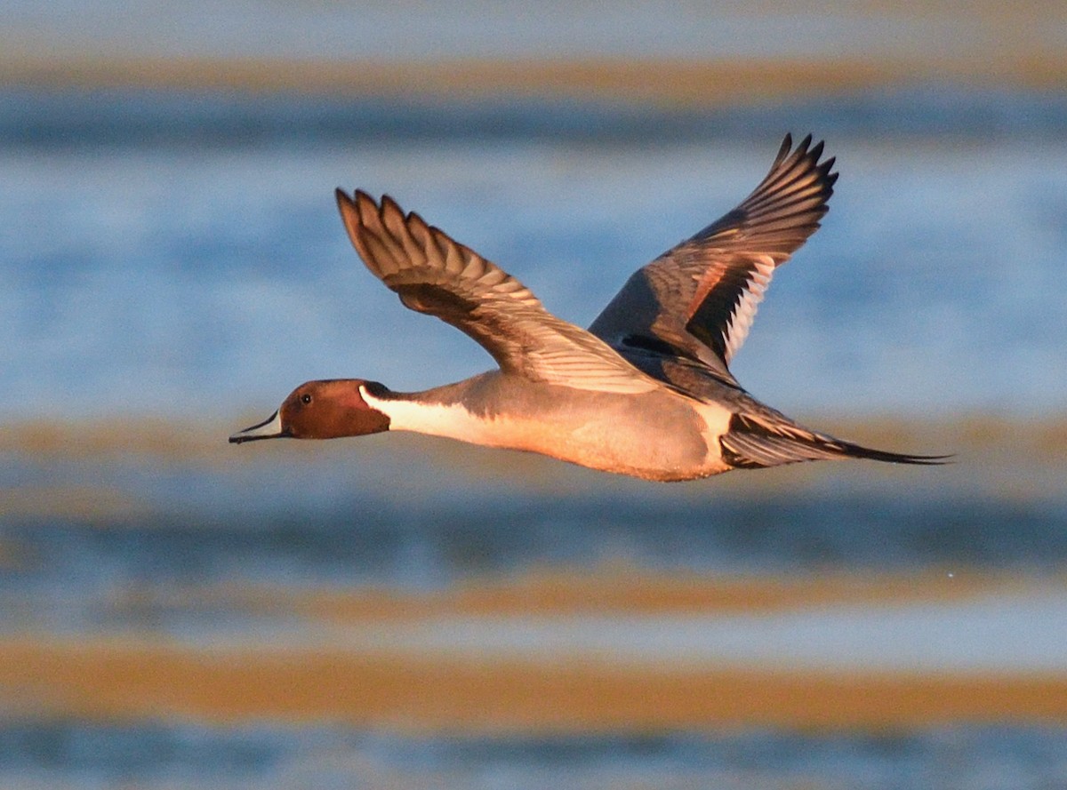 Northern Pintail - Jerry Ting