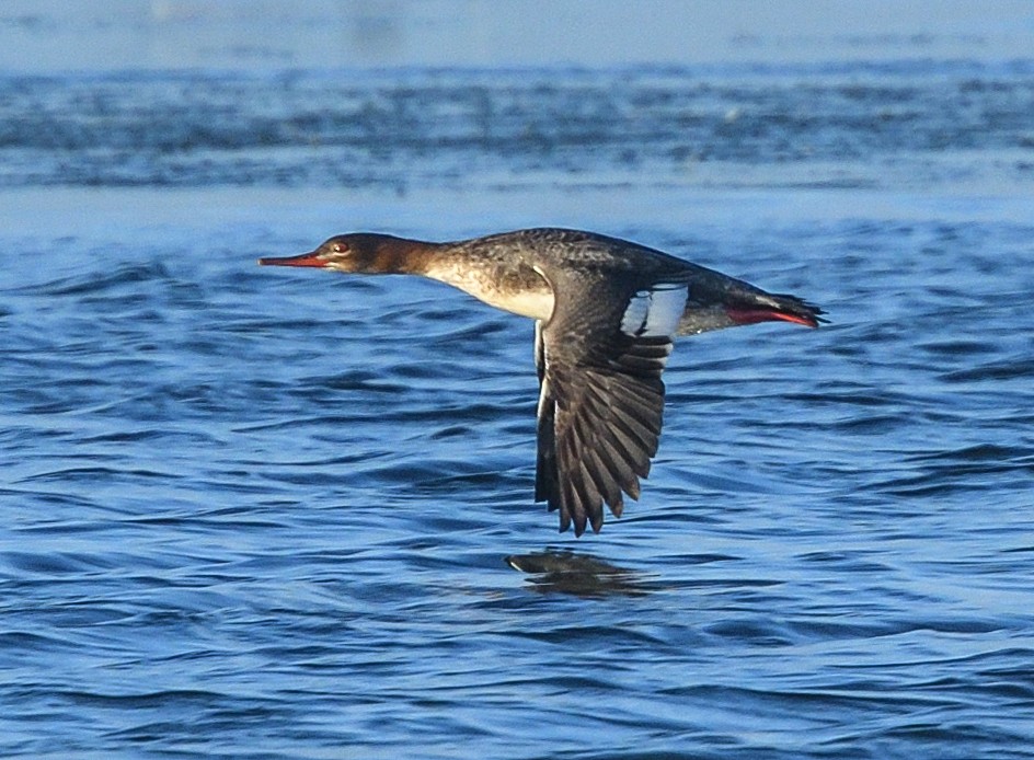 Red-breasted Merganser - Jerry Ting