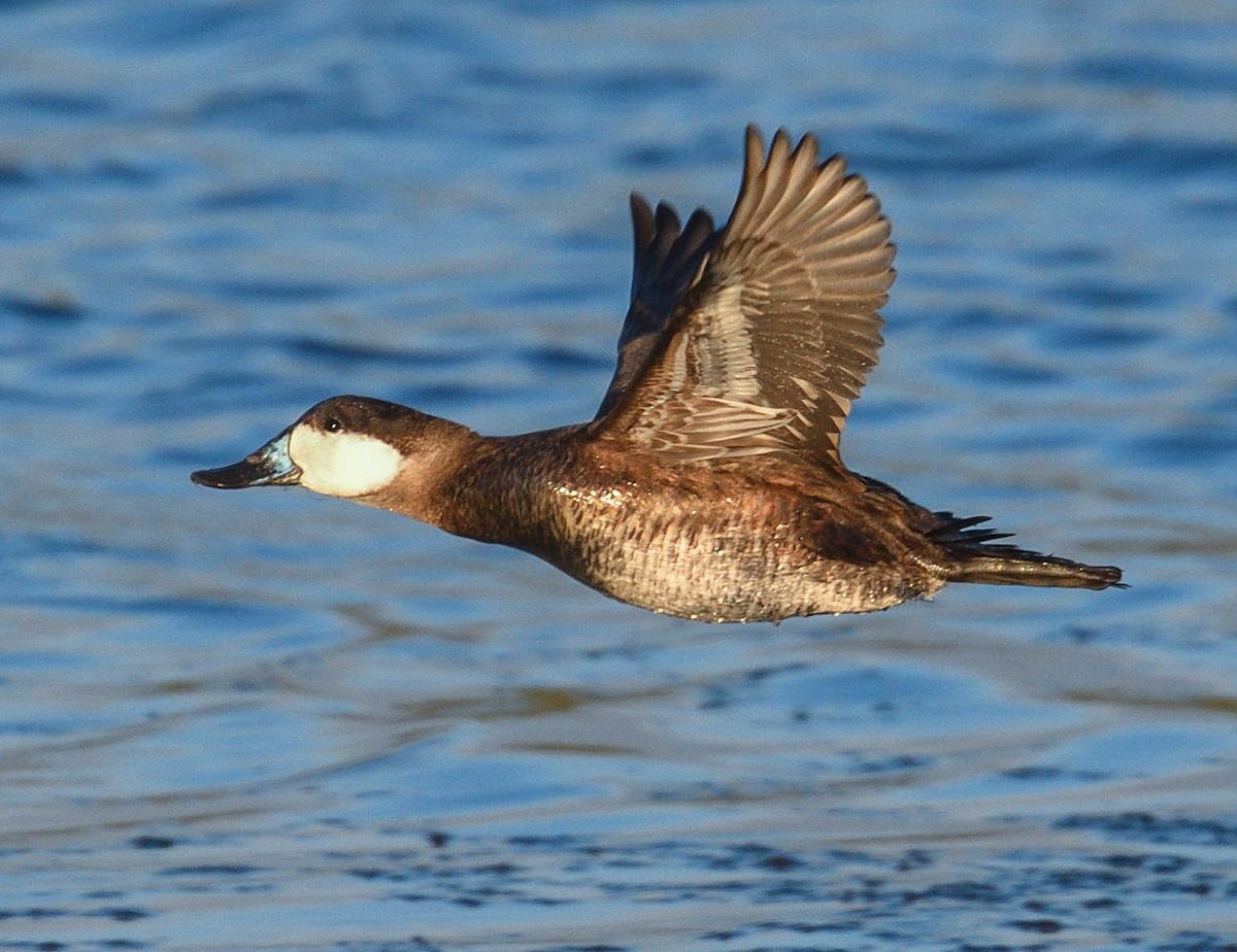 Ruddy Duck - Jerry Ting