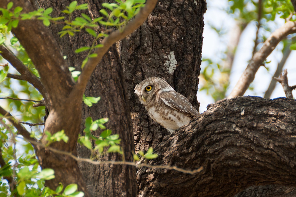 Spotted Owlet - Tarun Menon