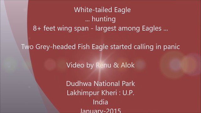 White-tailed Eagle - ML199480861