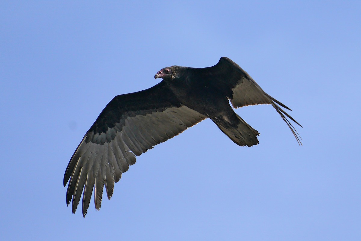 Turkey Vulture - ML199482171