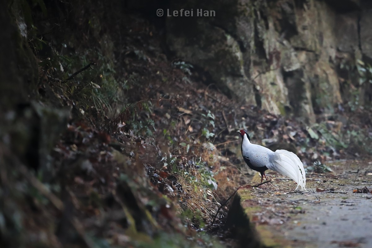 Silver Pheasant - Lefei Han