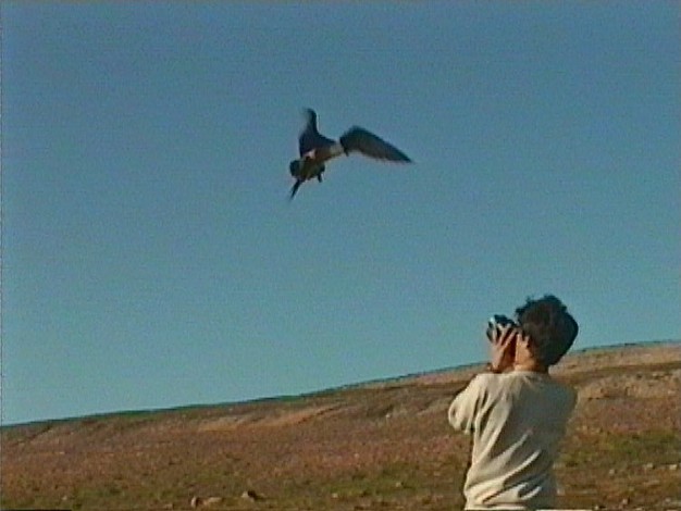 Long-tailed Jaeger - ML199488961