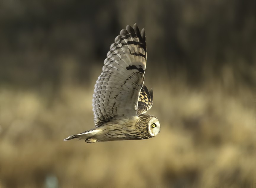 Short-eared Owl - ML199490931