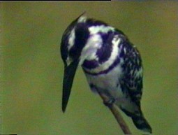 Pied Kingfisher - ML199491971
